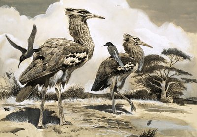 Wenn der Bienenfresser nach einer Mahlzeit sucht, nimmt er eine Mitfahrgelegenheit auf dem Rücken des größeren Kori Bustard von English School