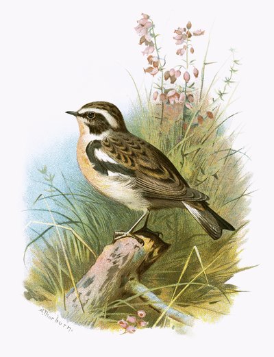 Braunkehlchen von English School