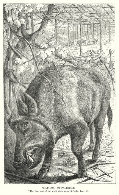 Wildschwein von Palästina (Gravur) von English School
