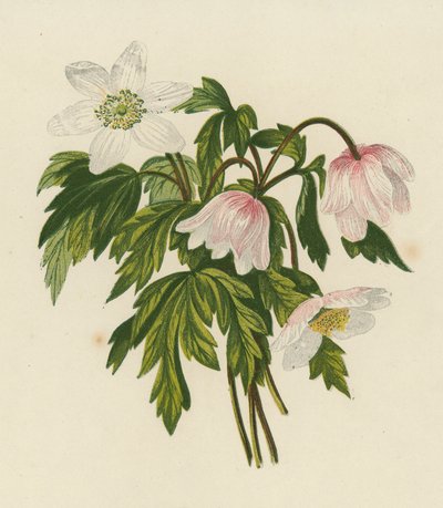 Buschwindröschen, Anemone Nemorosa von English School