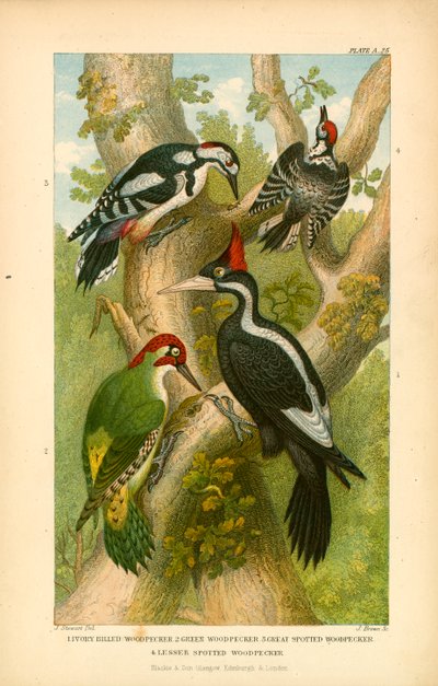 Spechte (Farblithografie) von English School