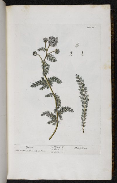 Schafgarbe, Tafel 18 aus 