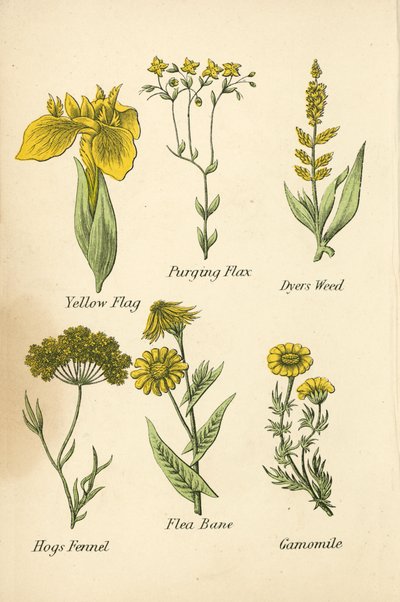 Gelbe Schwertlilie, Purgierlein, Färberwaid, Schweinsfenchel, Flohkraut, Kamille von English School