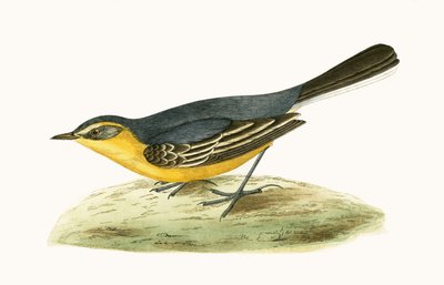 Gelbkopfstelze, Illustration aus 