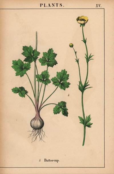 Gelbe Butterblume, aus "The Instructive Picturebook, or Lessons from the Vegetable World," [Charlotte Mary Yonge], Edinburgh von English School