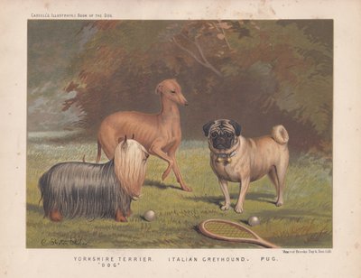 Yorkshire Terrier, Italienischer Windhund und Mops mit Tennisschläger und Bällen von English School