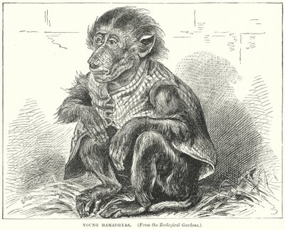 Junger Hamadryas von English School