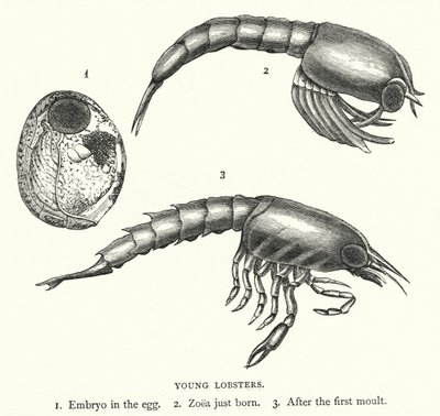 Junge Hummer (Kupferstich) von English School