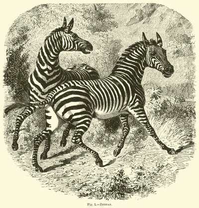Zebras von English School