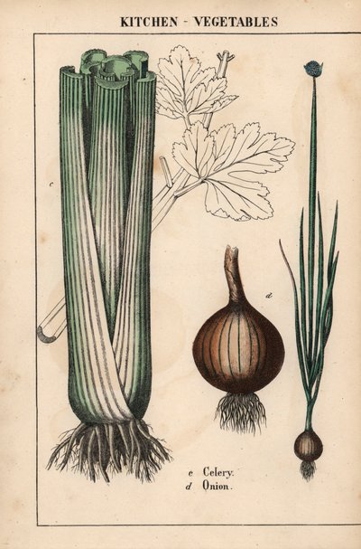 aus "The Instructive Picturebook, or Lessons from the Vegetable World," [Charlotte Mary Yonge], Edinburgh von English School