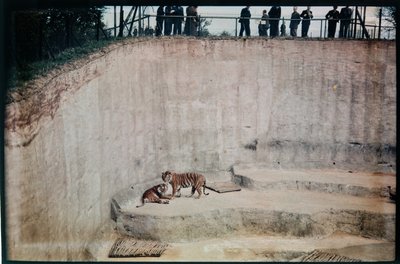 Whipsnade Zoo, Whipsnade, Central Bedfordshire, Central Bedfordshire, UK von Eric Maybank