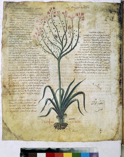 Dioscorides Herbarium von Erich Lessing