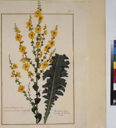 Ganzseitig: Pflanzenstudie, um 1650-75 von Erich Lessing