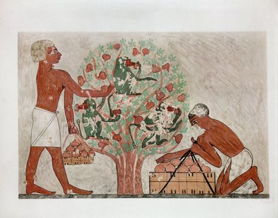 Männer sammeln Feigen, Affen sitzen im Baum von Erich Lessing
