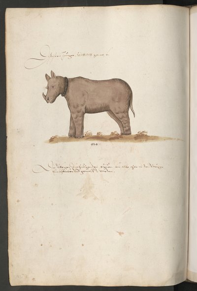 Nashorn von Erich Lessing