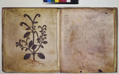 Zwei Doppelseiten: Pflanzenstudie mit Inschrift von Erich Lessing