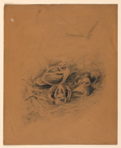 Vögel von Ernest Thompson Seton