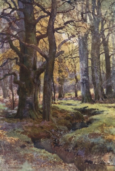 Im Mallard Wood von Ernest William Haslehust