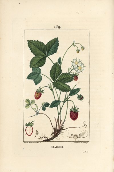 Erdbeere von Ernestine Panckoucke