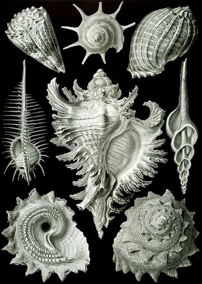 Beispiele von Prosranchia - Muscheln von verschiedenen Prosobranch-Gastropoden, aus 