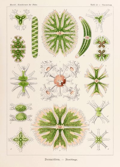 Tafel 24 Staurastrum Desmidiea aus 