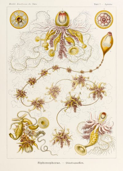 Tafel 7 Epibulia Siphonophorae aus 
