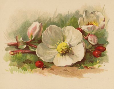 Christrose und Beeren von Ethel C. Nisbet