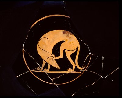 Attische rotfigurige Schale mit Hund, der sich mit einem Hinterbein am Ohr kratzt, innen Tondo, 5. Jahrhundert v. Chr. von Euergides painter