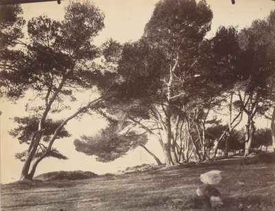 Cannes, Île Saint Honorat, ca. 1899-1927 von Eugène Atget