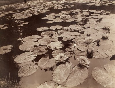 Seerosen (Bagatelle) von Eugène Atget