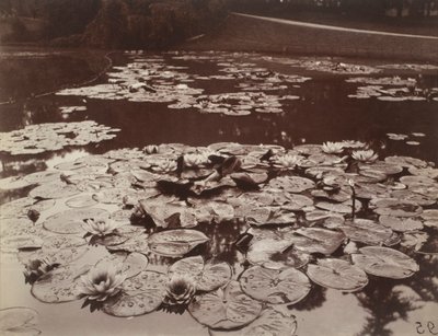 Seerosen von Eugène Atget