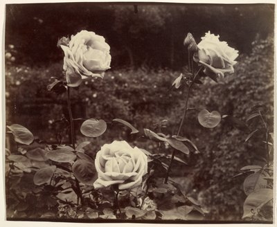 Rosen von Eugène Atget