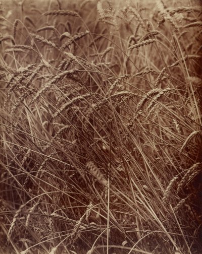 [Weizen] von Eugène Atget