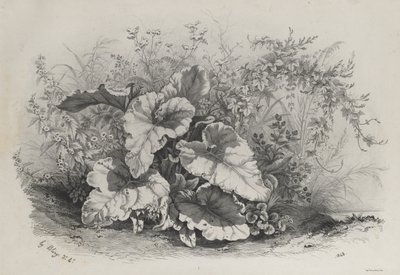 Pflanzenstudie aus Gruppe verschiedener Pflanzen, nach der Natur gezeichnet und lithografiert von Eugene Bléry
