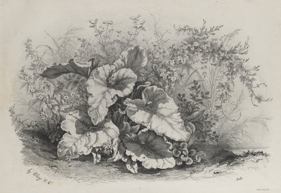 Pflanzenstudie aus einer Gruppe verschiedener Pflanzen, nach der Natur gezeichnet und lithographiert von Eugene Bléry