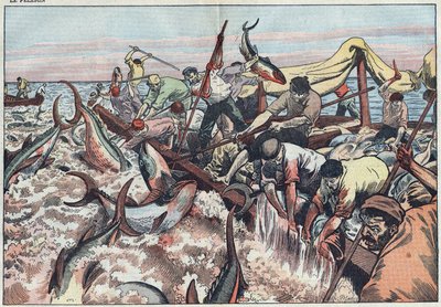 Thunfischfang in Tunesien - Thunfisch wird im letzten Netz, bekannt als „corpo“, gefangen, mit Zähnen gehakt und ins Fischerboot geschlagen. Illustration von Damblans. In „Le Pelerin“ vom 30. August von Eugene Damblans