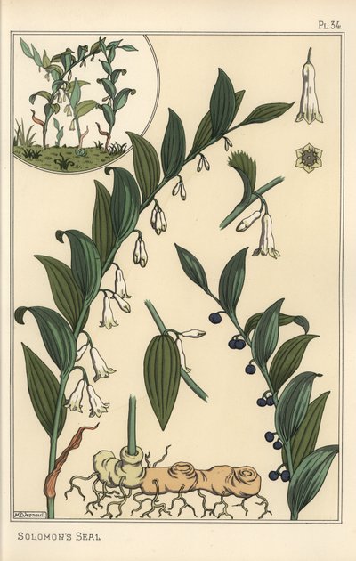 Botanische Illustration von Salomonsiegel, Polygonatum multiflorum von Eugene Grasset