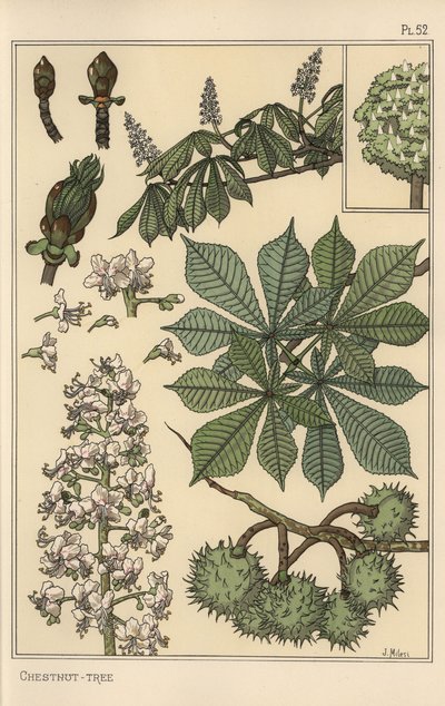 Kastanienbaum botanische Studie von Eugene Grasset