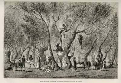 Die Olivenernte in der Region Amphissa, Zeichnung von E. Guillaume, um die Geschichte von Henri Belle: Reise nach Griechenland zu illustrieren. von Eugene Guillaume