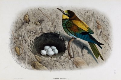 Darstellung des Europäischen Bienenfressers oder Merops apiaster (Chromolithographie) von Eugenio and Dressler Oscar  Bettoni