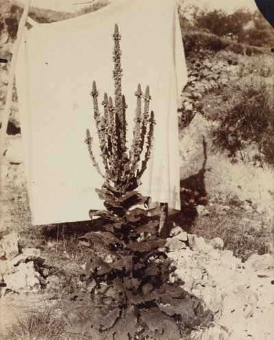 Blühender Königskerze von Eugène Atget