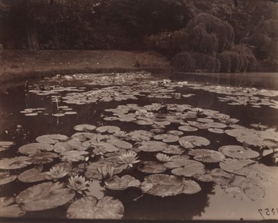 Seerosen (Bagatelle) von Eugène Atget