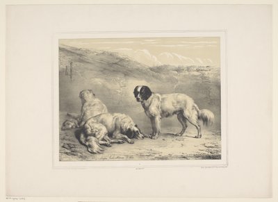 Drei Hunde (Diverse zahme Tiere) (Treize sujets d