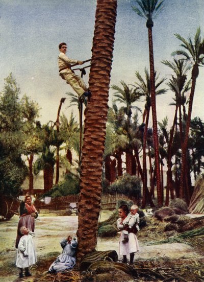 Palmenhaine von Elche von European Photographer
