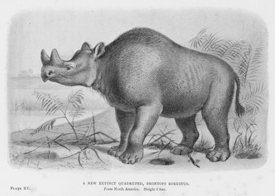 Ein Neues Ausgestorbenes Vierfüßler, Brontops Robustus von European School