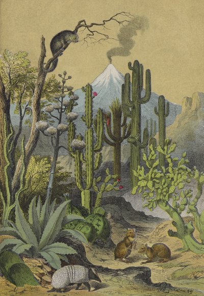 Tiere und Pflanzen von Mexiko von European School