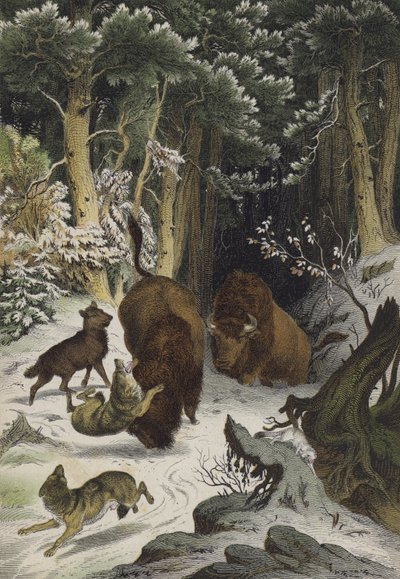 Tiere und Pflanzen des Waldes von Bialowicz, Litauen von European School
