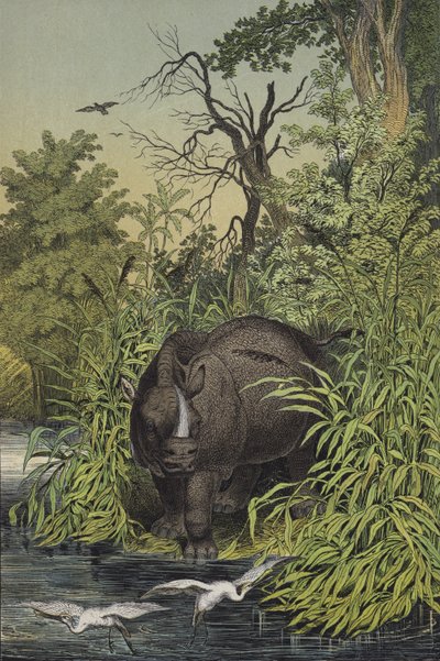 Tiere und Pflanzen der sumpfigen Regionen Indiens von European School