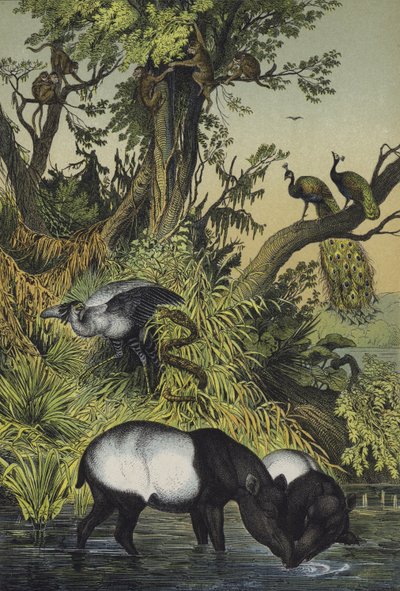 Tiere von Malakka und Sumatra von European School
