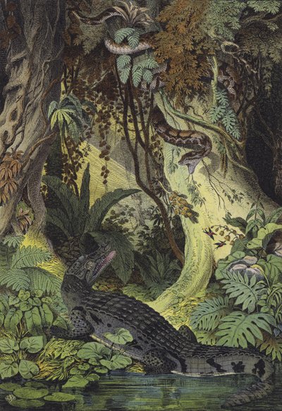 Tiere des Amazonas-Dschungels in Brasilien von European School